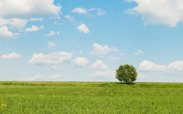 Lone tree green field blue #8 free wallpaper for desktop - medium preview image