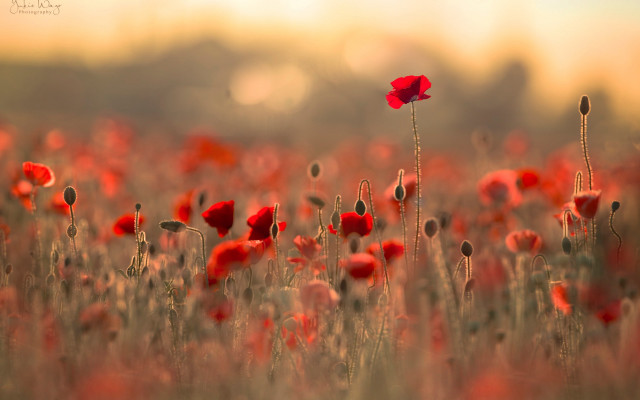 Red flower macro fire explosion free wallpaper for desktop - medium preview image