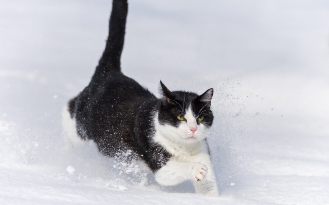 Black white cat running snow #2 free wallpaper for desktop - medium preview image