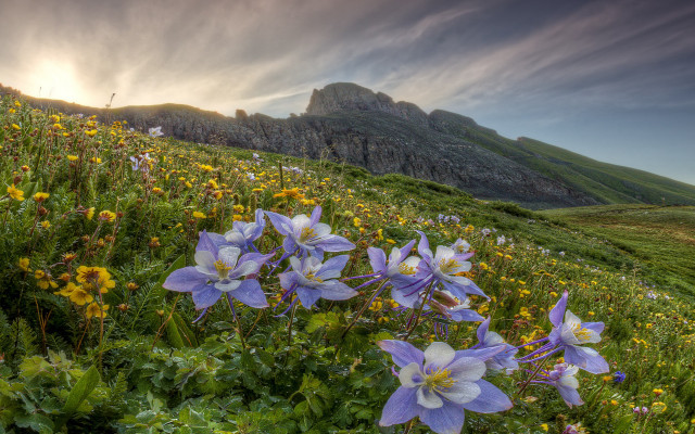 Flower field mountain sky sunset free wallpaper for desktop - medium preview image