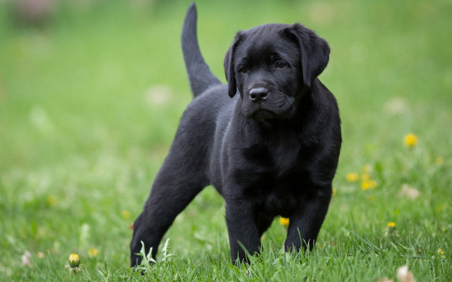 Black puppy field flowers outdoors free wallpaper for desktop - medium preview image