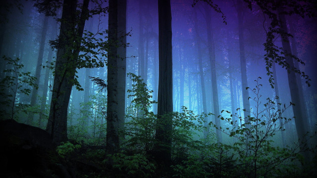 Purple forest night tall trees free wallpaper for desktop - medium preview image