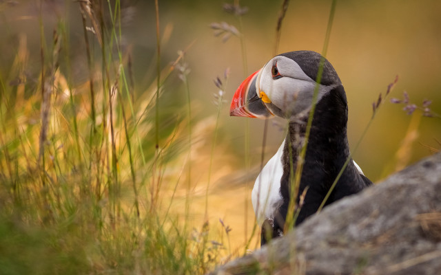 Bird red beak sitting rock free wallpaper for desktop - medium preview image
