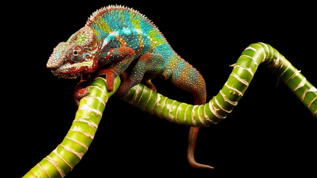 Colorful chameleon branch black background free wallpaper for desktop - medium preview image