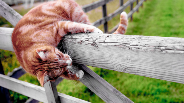 Cat fence stretching blurry outdoors #2 free wallpaper for desktop - medium preview image