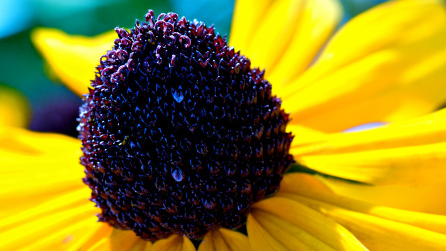 Yellow flower water droplets macro #21 free wallpaper for desktop - medium preview image
