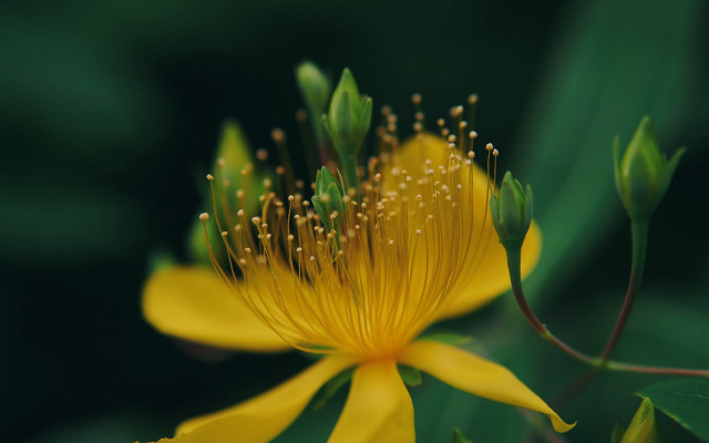Yellow flower green leaves macro free wallpaper for desktop - medium preview image