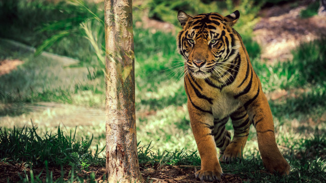Tiger forest tree trunk wildlife free wallpaper for desktop - medium preview image