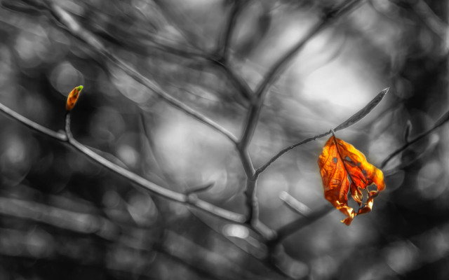 Leaf decay blurrybackground ultrafinedetail burning free wallpaper for desktop - medium preview image
