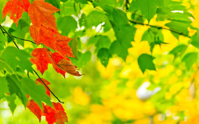 Autumn tree red green leaves free wallpaper for desktop - medium preview image