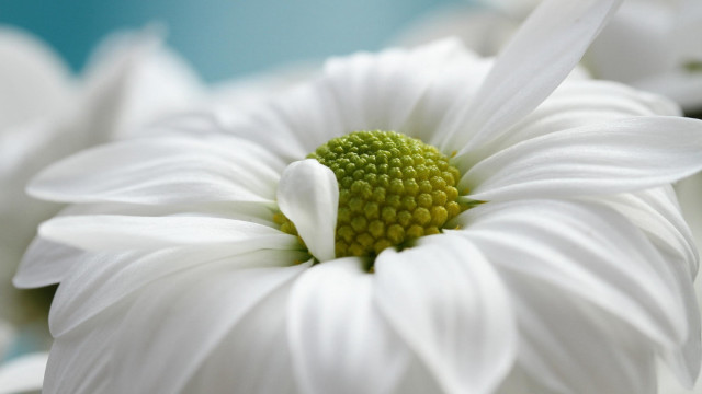 White flower macro blue background free wallpaper for desktop - medium preview image