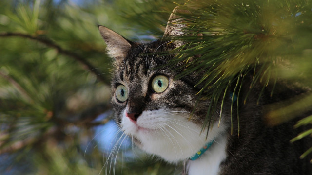 Cat branch green eye bamboo free wallpaper for desktop - medium preview image