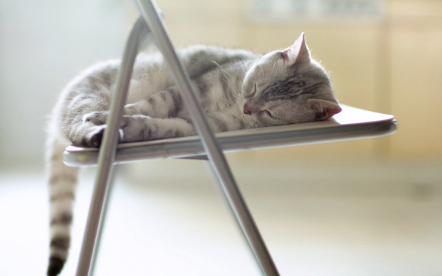Sleeping cat chair blurry depth free wallpaper for desktop - medium preview image