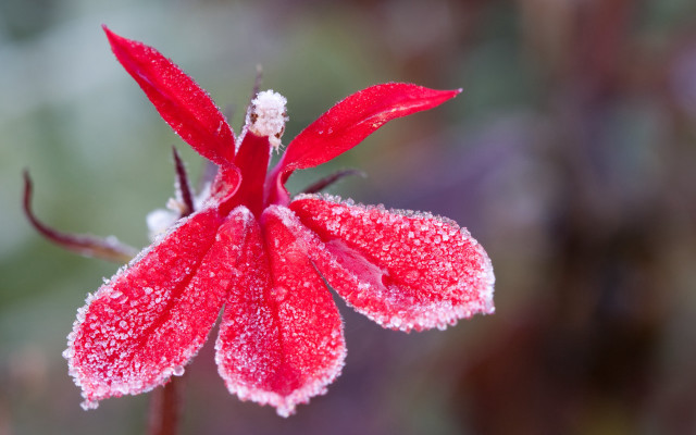 Red flower snow macro blurry free wallpaper for desktop - medium preview image