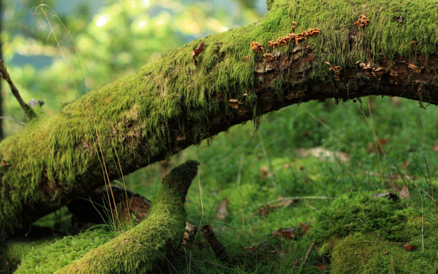 Mossy tree branch forest green free wallpaper for desktop - medium preview image