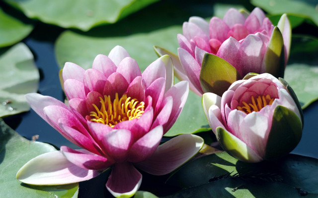 Pink water lilies pond leaves #3 free wallpaper for desktop - medium preview image