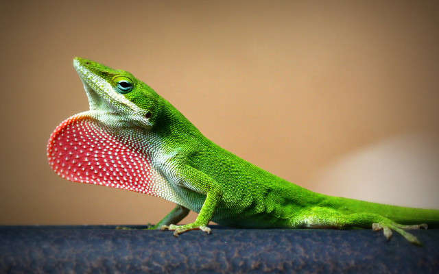 Green lizard red heart tabletop free wallpaper for desktop - medium preview image