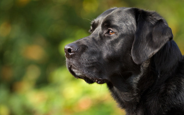 Black dog green background looking free wallpaper for desktop - medium preview image