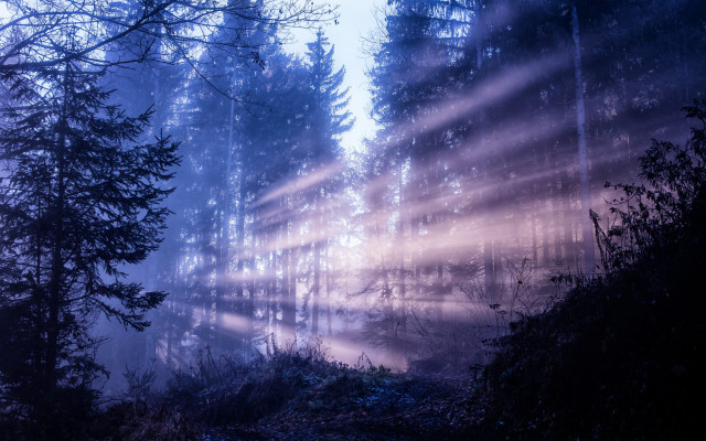 Magical forest light beam night free wallpaper for desktop - medium preview image
