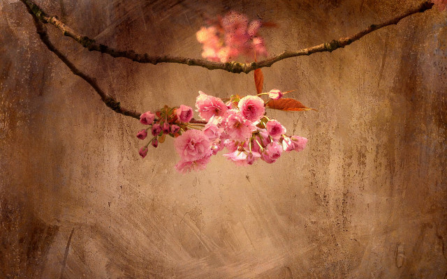 Pink branch light particles stilllife free wallpaper for desktop - medium preview image