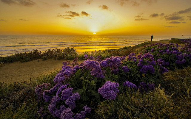 Hill ocean sunset purpleflowers landscape free wallpaper for desktop - medium preview image