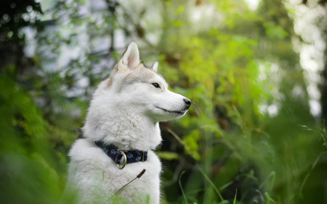 White husky dog in grass free wallpaper for desktop - medium preview image