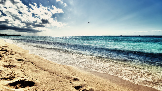 Beach bird flying water sandy free wallpaper for desktop - medium preview image