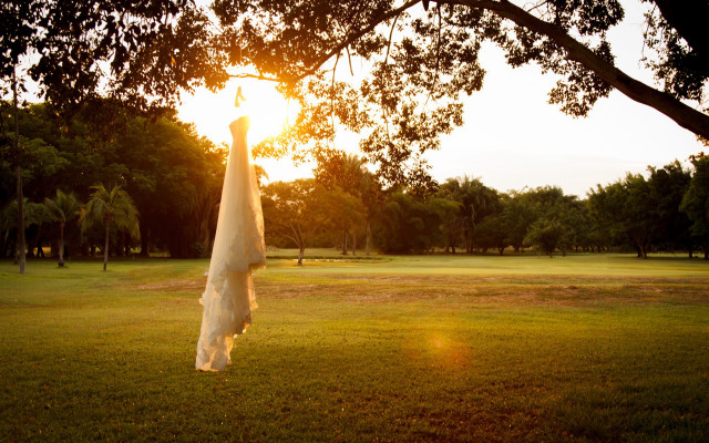 White umbrella grass tree autumn free wallpaper for desktop - medium preview image
