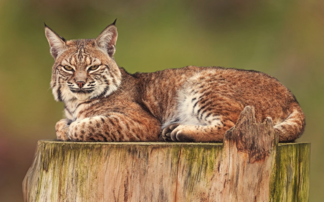 Bobcat serious wooden post looking free wallpaper for desktop - medium preview image