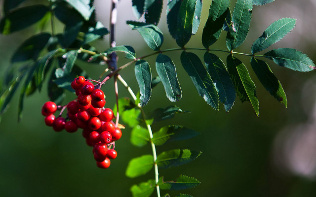 Branch berries green background blurry free wallpaper for desktop - medium preview image