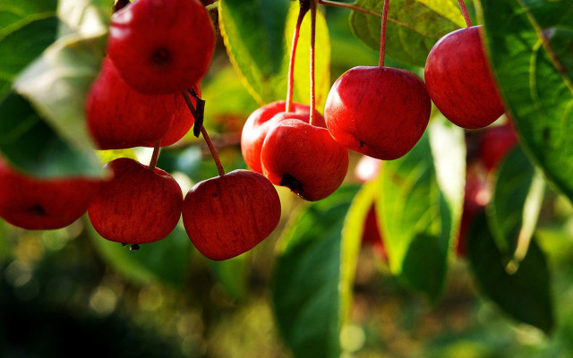 Red cherries leaves bokeh blurry free wallpaper for desktop - medium preview image