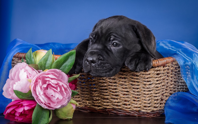 Black puppy basket flowers blue free wallpaper for desktop - medium preview image