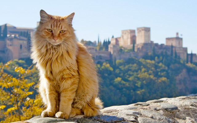 Cat rock castle autumn blue free wallpaper for desktop - medium preview image