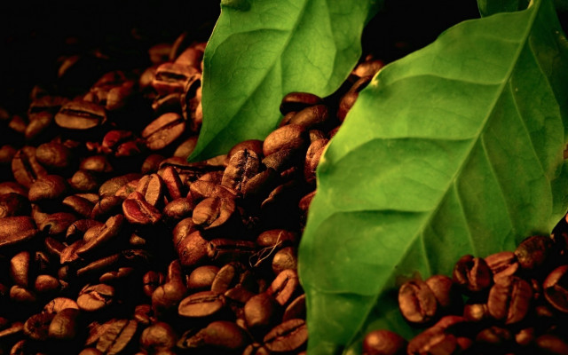 Coffee beans green leaves still free wallpaper for desktop - medium preview image