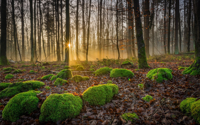 Forest moss rocks beam sunset free wallpaper for desktop - medium preview image