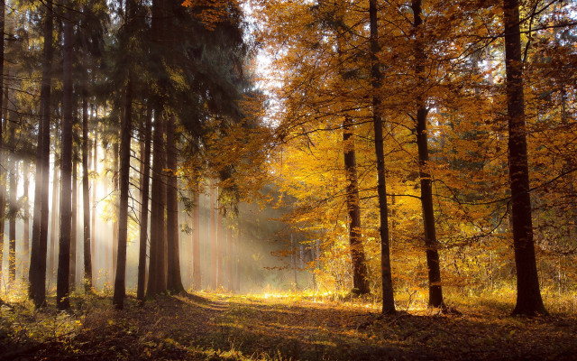 Forest autumn leaves sunbeam trail free wallpaper for desktop - medium preview image