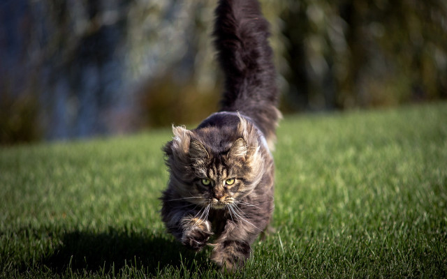 Cat greenfield forest blurry motion free wallpaper for desktop - medium preview image