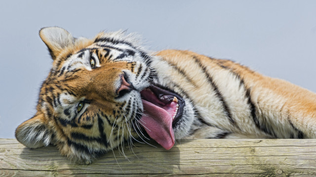 Tiger fence open mouth tongue free wallpaper for desktop - medium preview image