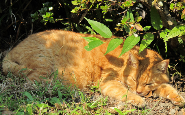 Cat lying grass bush leaves free wallpaper for desktop - medium preview image
