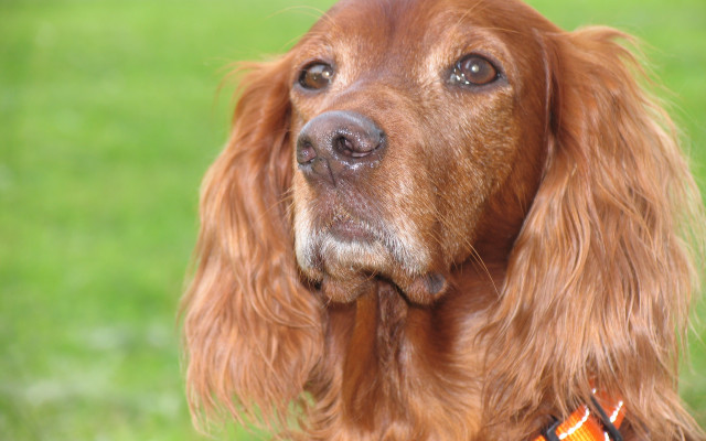 Dog collar portrait blurry background free wallpaper for desktop - medium preview image