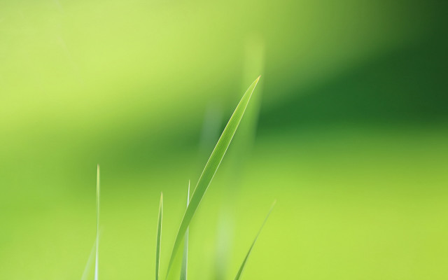 Green grass macro minimalism bird free wallpaper for desktop - medium preview image