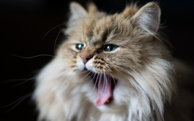 Cat open mouth tongue blue free wallpaper for desktop - medium preview image