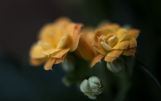 Yellow flower macro shallow depth #2 free wallpaper for desktop - medium preview image