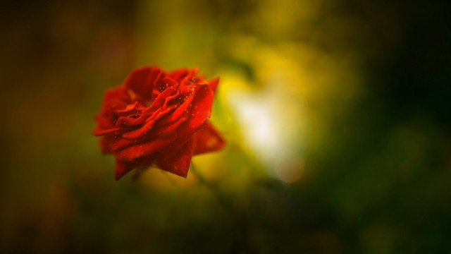 Red rose macro shallow depth #2 free wallpaper for desktop - medium preview image