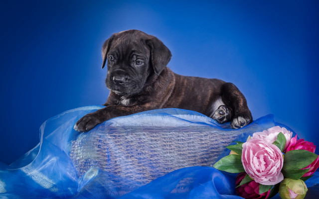 Puppy blue blanket pink flower free wallpaper for desktop - medium preview image