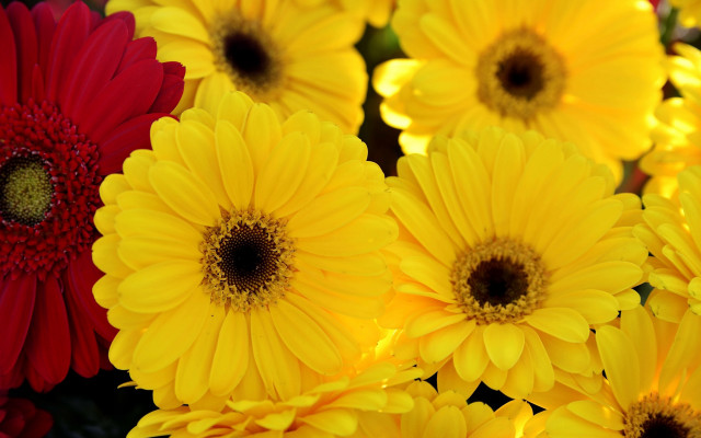 Yellow red flower vase water free wallpaper for desktop - medium preview image