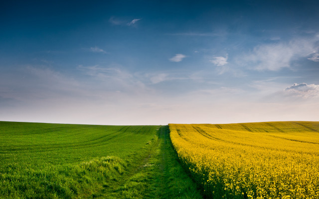 Green field dirt path yellow free wallpaper for desktop - medium preview image
