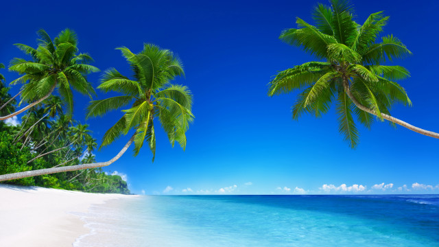 Beach palm tree blue sky #22 free wallpaper for desktop - medium preview image
