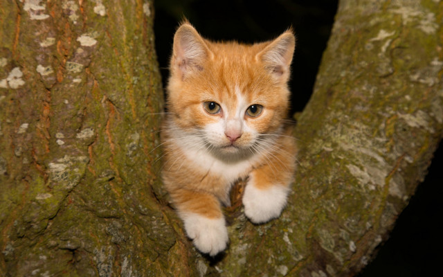 Small kitten in tree sad free wallpaper for desktop - medium preview image