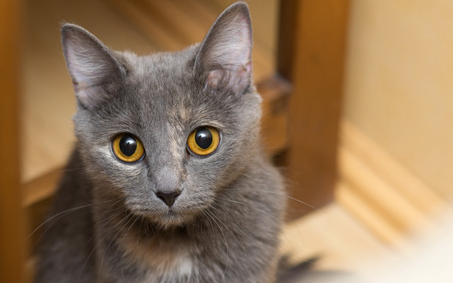 Gray cat curious yellow eyes free wallpaper for desktop - medium preview image